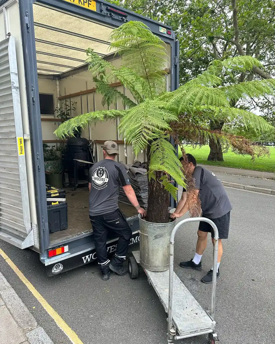 Two Wolves Removals crew easing a mature tree fern on a platform truck into the back of a removal van on a London street