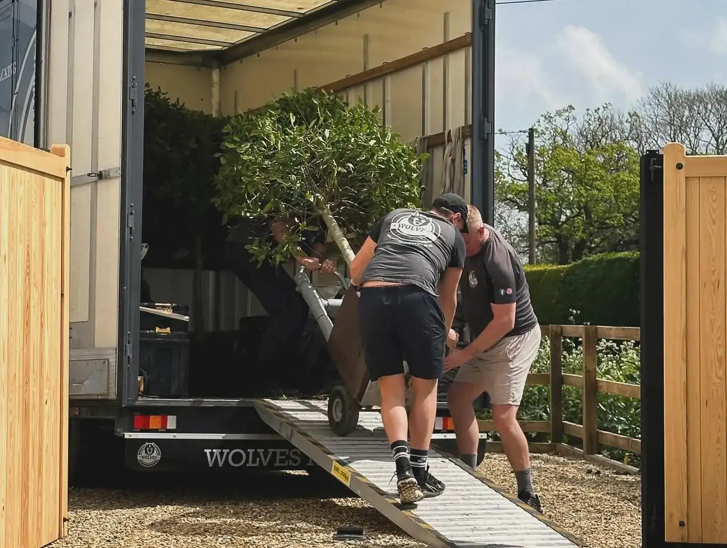 Two Wolves Removals crew guiding a tall standard-trained tree up an alloy ramp into a removal lorry