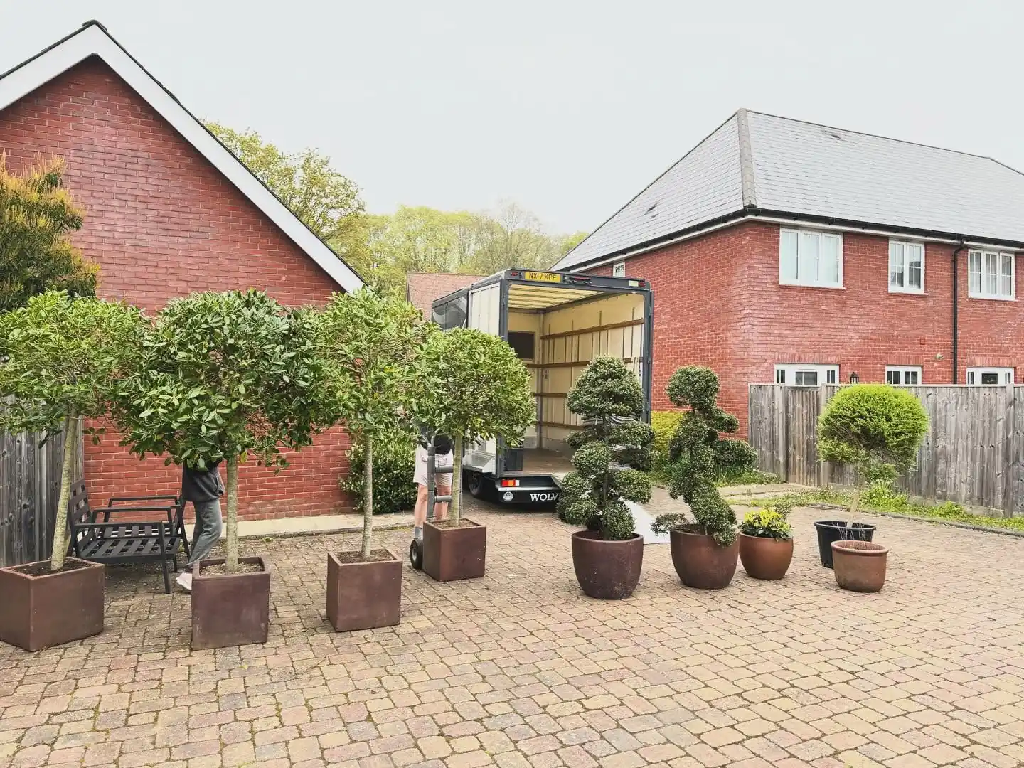 A row of large potted evergreens and clipped standard trees lined up on block paving beside an open removal van in Billingshurst
