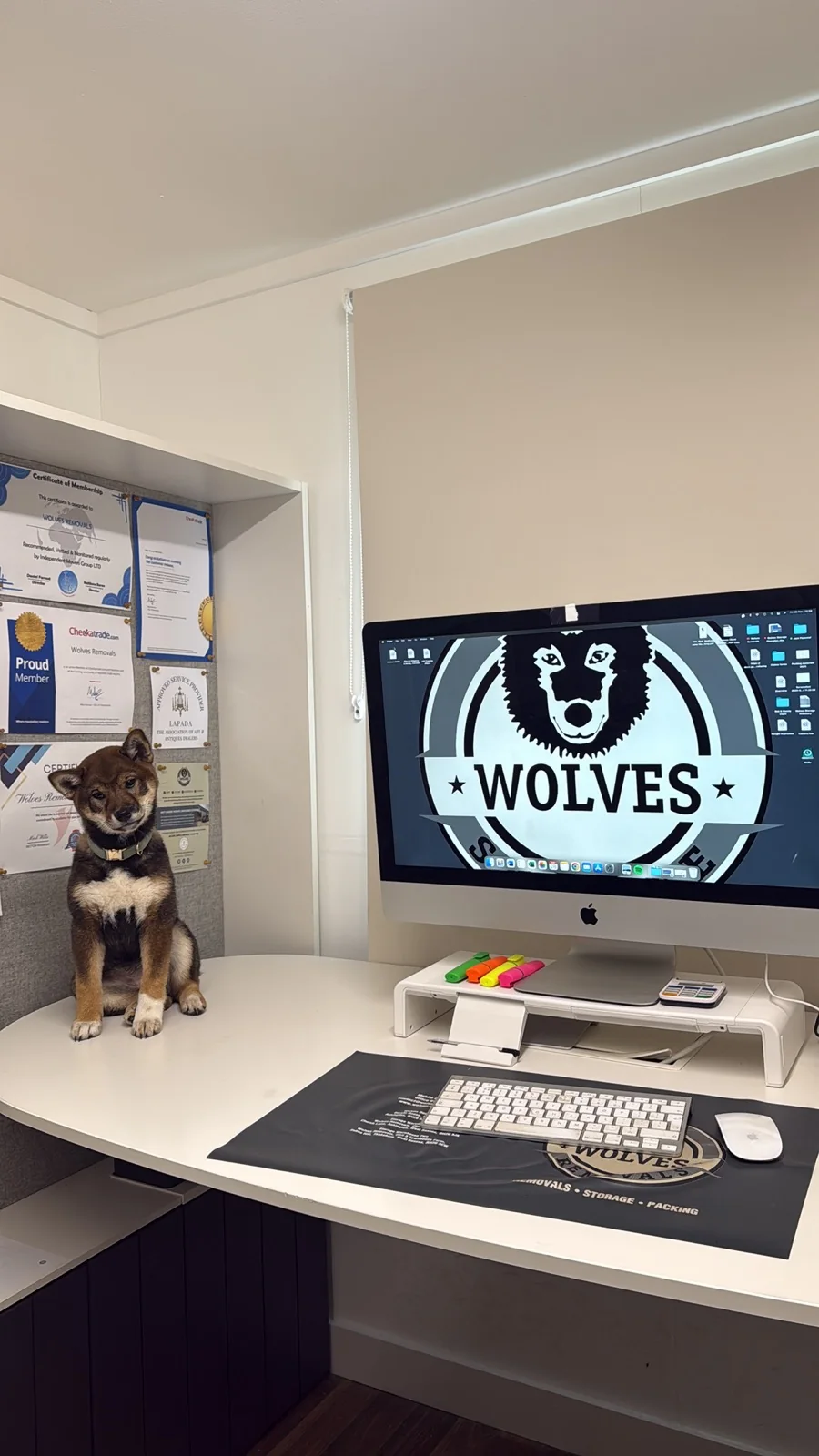 The Wolves Removals office dog beside the team’s Checkatrade certificates